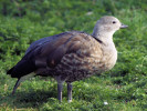 Blue-Winged Goose (WWT Slimbridge March 2012) - pic by Nigel Key